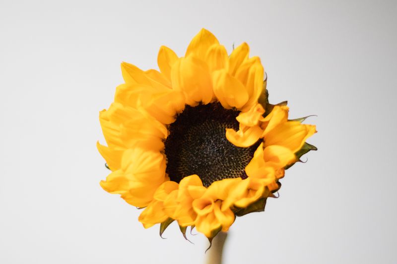Bouquet anniversaire Soleil d'Or avec tournesols et fleurs jaunes