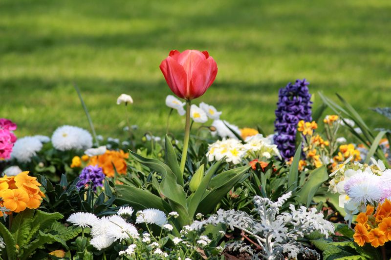 Composition florale printanière avec fleurs de saison
