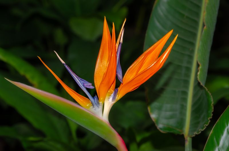 Bouquet tropical Tropiques en Folie — strelitzias et fleurs exotiques interflora