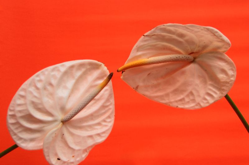 Composition Zen Anthurium — fleurs exotiques et tropicales interflora livraison
